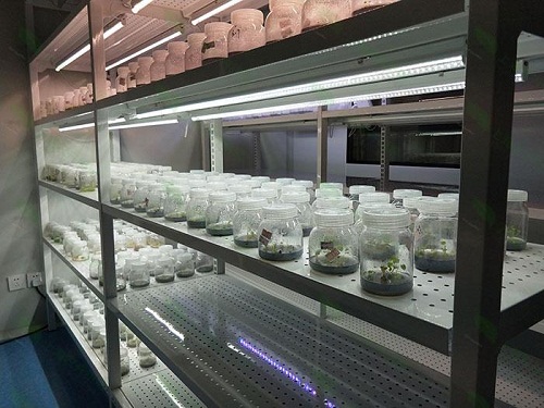 资阳植物组织培养实验室设计建设方案